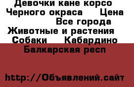 Девочки кане корсо. Черного окраса.  › Цена ­ 65 000 - Все города Животные и растения » Собаки   . Кабардино-Балкарская респ.